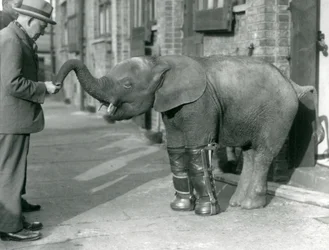 Junger Zwergafrikanischer Elefant Oojah mit Schienen, als Teil ihrer Behandlung gegen Rachitis, London Zoo, 1926