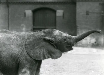 Junge weibliche afrikanische Zwerg-Elefantin Oojah hebt ihren Rüssel für eine Belohnung im Londoner Zoo, Juli 1925