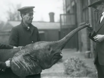 Junge weibliche afrikanische Zwerg-Elefantin Oojah hebt ihren Rüssel für eine Belohnung im Londoner Zoo, Juni 1925