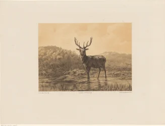 Hirsch in Landschaft