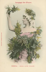 Sprache der Blumen, Mimose