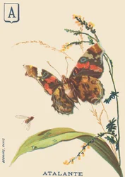 A: Atalante (Vanessa atalanta oder Vulcan)