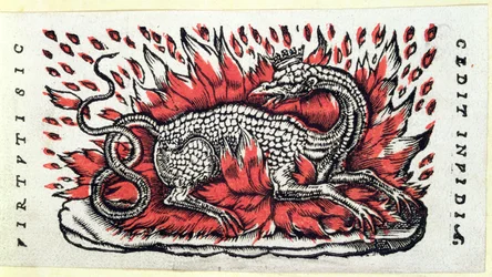 Ein Salamander, erste Hälfte des 16. Jahrhunderts