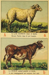 A als Lamm und B als Rindfleisch