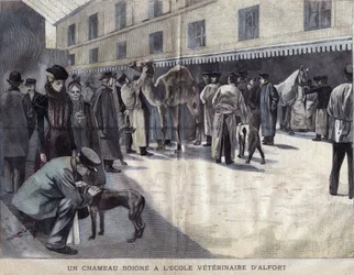 Ein Kamel wird an der Veterinärschule von Maison-Alfort behandelt. Illustration von 1899 in 