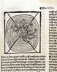 Eine Spinne in ihrem Netz in „Le Jardin de santé aus dem Lateinischen ins Französische übersetzt, neu gedruckt in Paris“