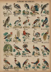 A bis Z der Vögel