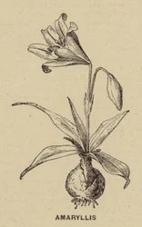 Amaryllis