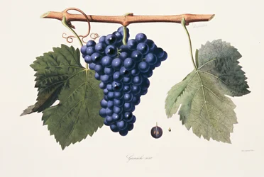 Ampelographie, Grenache-Traube Côtes du Rhône