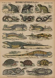 Amphibien und Reptilien