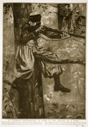 Ein algerischer Scharfschütze bei der Arbeit im Schutz eines Waldes, 1914-19