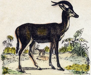 Antilope. Gravur in "Alphabet des animaux sauvages". 9. Serie. Bilder von Epinal, Pellerin, Drucker-Verleger, um 1870. Holzschnitte, schabloniert. 16 Seiten. Dim: 20 x 15 cm. Private Sammlung.