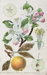 Apfelbaum (Malus Communis)