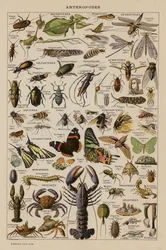 Arthropoden (Farblithografie)