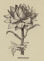 Artischocke