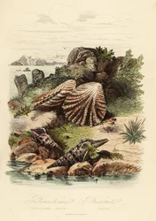 Babylonische Turm, Turris babylonia, Meeresschnecke, Raphitoma echinata und Katzenpfotenmuschel, Plicatula gibbosa