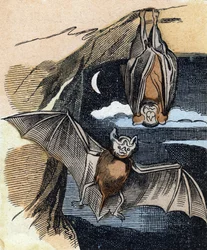 Fledermaus. Gravur in "Buffon Alphabet des Oiseaux n 1"