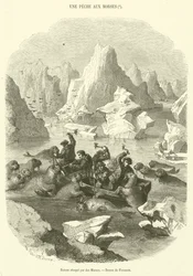 Boot von Walrossen angegriffen