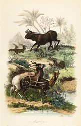 Schwarzes Gnu, Connochaetes gnou, vom Aussterben bedrohtes Addax oder Schraubenhornantilope, Addax nasomaculatus, und Buschbock oder Kewel, Tragelaphus scriptus