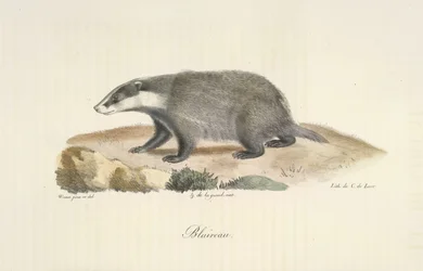 Blaireau, Dachs, aus Histoire Naturelle des Mammifères (Farblithographie)