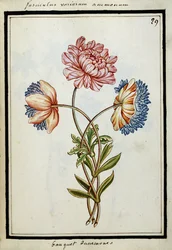 Blumenstrauß aus Anemonen, ca. 1700