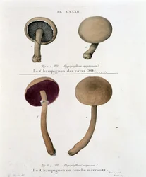 Brauner Schichtpilz - in „Traité des champignons“ von Jean Jacques Paulet, Ende des 18. Jahrhunderts