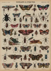 Schmetterlinge und andere Insekten