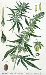 Cannabis sativa, botanische Tafel