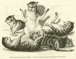Katzen gefunden in Straßburg im Jahr 1683