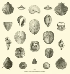 Fossile Muscheln im Becken der Seine gefunden