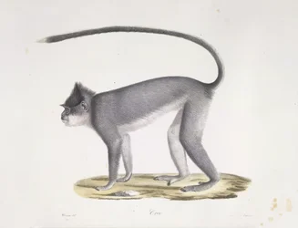 Croo. Ein Affe, aus Histoire Naturelle des Mammifères (Farblithographie)