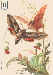D: Deilephila (Deilephila elpenor oder Großer Weinschwärmer)