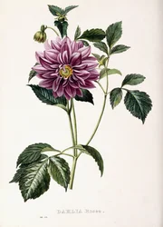 Dahlia Rosea, 1715