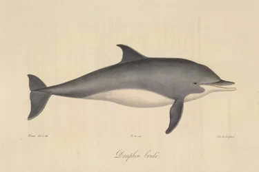 Dauphin bridé, aus Histoire Naturelle des Mammifères (Farblithographie)