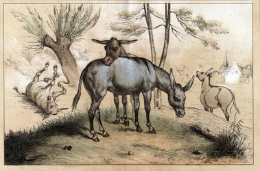 Beschreibung der verschiedenen Produkte und Verwendungen des Esels: Zwei Esel in einem. Detail der Tafel „Der Esel und seine Produkte“ in „Les Recreations instructives“, Synoptisches Gemälde von Jules Delbruck, Gravur von 1860. Private Sammlung