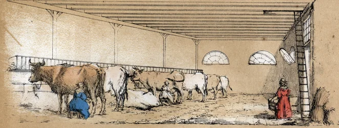 Beschreibung der verschiedenen Produkte und Verwendungen der Kuh: Melken und Produktion von Kuhmilch, gesehen aus einem Stall. Tafel „La coache et ses produits“ in „les Recreations instructives“ Synoptisches Gemälde von Jules Delbruck, Gravur von 1860. Pri