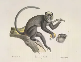 Diane femelle, Ein weiblicher Affe, aus Histoire Naturelle des Mammifères (Farblithographie)