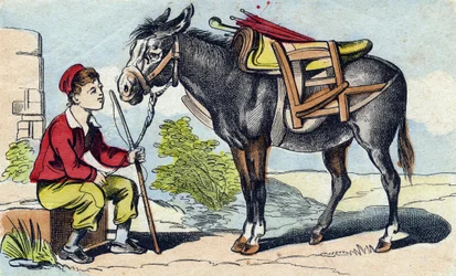 Esel. Gravur in "Buffon Alphabet des Animaux"