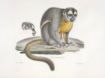 Douroucouli oder Nachtaffe - Aotus trivirgatus, aus Histoire Naturelle des Mammifères