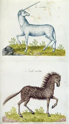 Zeichnungen eines Einhorns und eines Wildpferdes