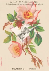 E: Eglantine - Poesie