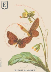 E: Euphrosine (Clossiana euphrosine oder Großer Perlmutterfalter)