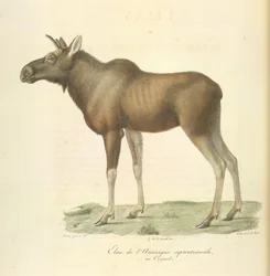 Elch aus Nordamerika, aus Histoire Naturelle des Mammifères