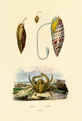 Smaragdkrabbe