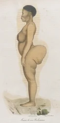 Frau der Rasse Bochismann. Diese Platte zeigt anscheinend ein Bild von Sara (Saartjie) Baartman (1789-1815), die als Khoisan aus Südafrika gebracht wurde, um in Piccadilly unter dem Titel 