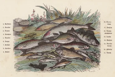 Fische