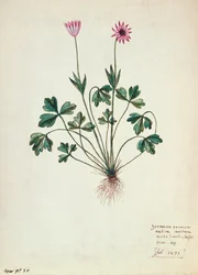 Fol. 1275 Geranie