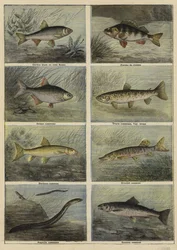 Französische Süßwasserfische