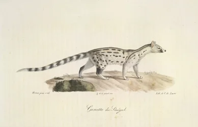 Genette du Sénégal, aus Histoire Naturelle des Mammifères (Farblithographie)