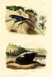 Grüne Anolis, 1833-39